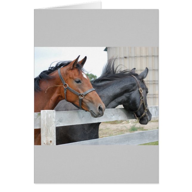 Les amateurs de chevaux (Devant)