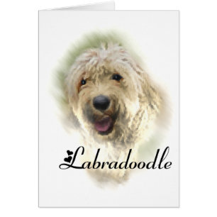 Les amoureux du Labradoodle