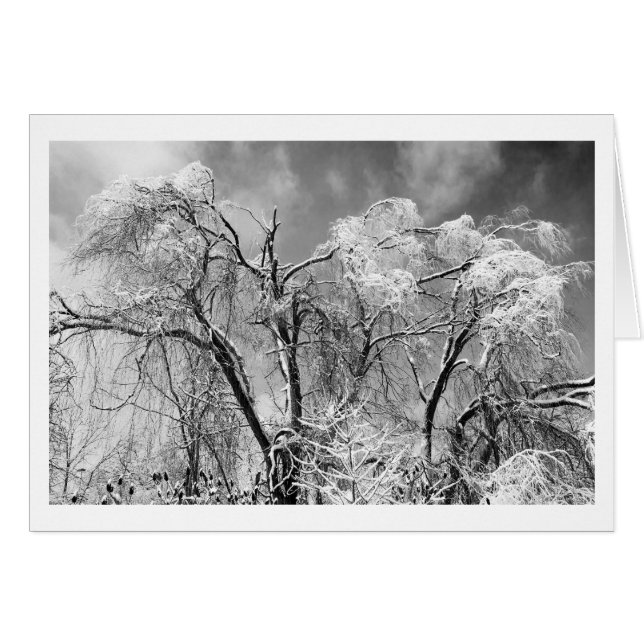 les arbres l'hiver (Devant horizontal)