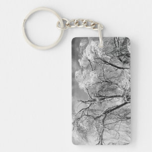 les arbres l'hiver