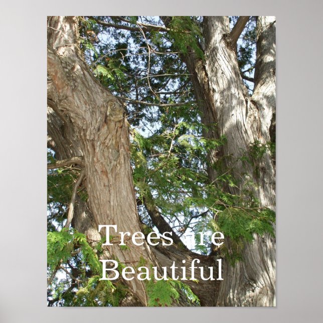 Les arbres sont beaux- Poster de l'arbre de cèdre (Devant)