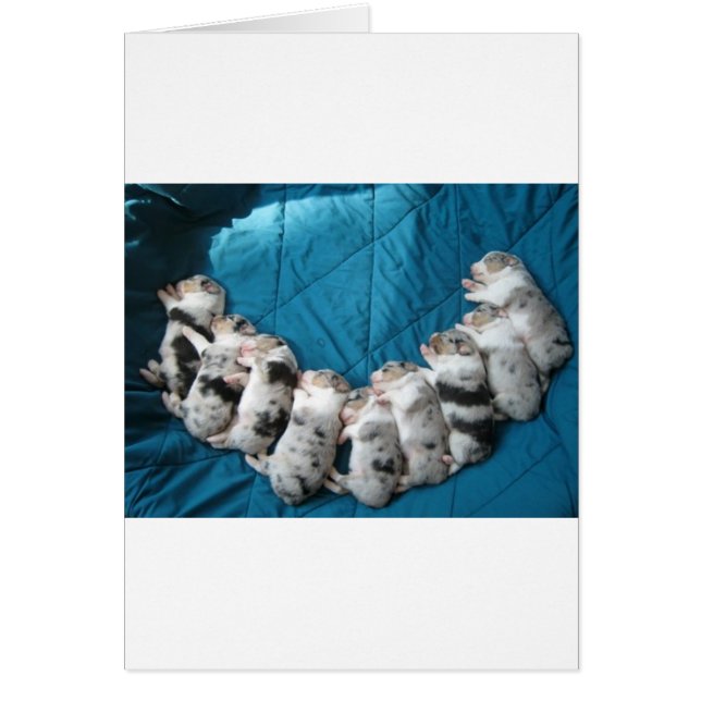 les Australiens m'incitent à sourire (Devant)