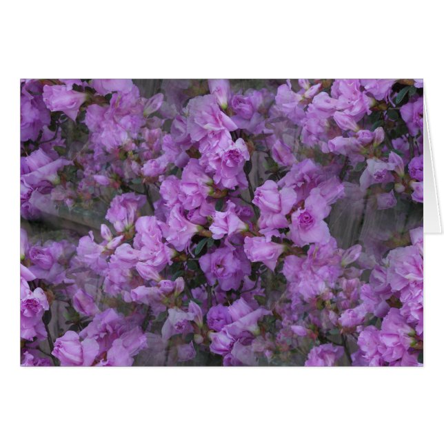 Les Azalées sans fin (Devant horizontal)