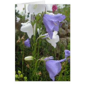Les Belles Fleurs