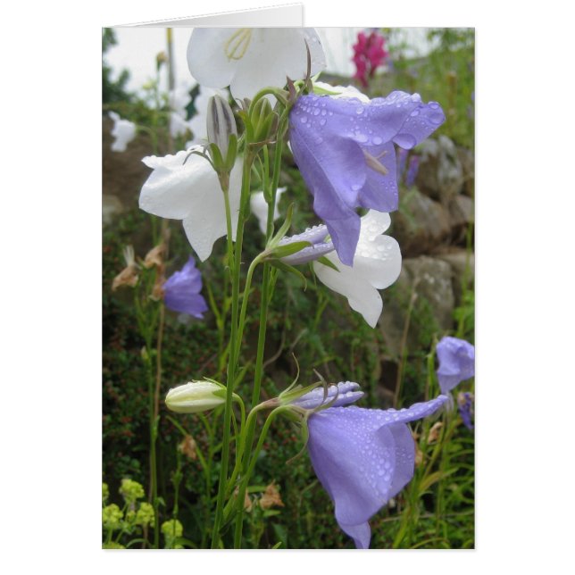 Les Belles Fleurs (Devant)