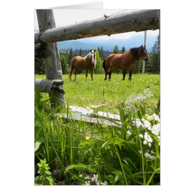 Les Carpates - Ukraine (Devant)