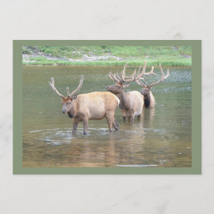 Les cartes de chasse d'élans pour obtiennent bien,