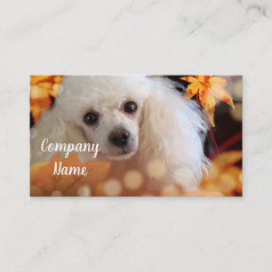 Les Cartes de visite de la Toy Poodle