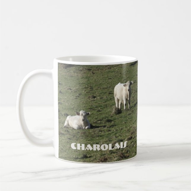 Les charolais effrayent et la tasse de veaux (Gauche)