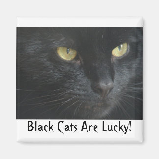 Les Chats Noirs Ont De La Chance ! Magnet