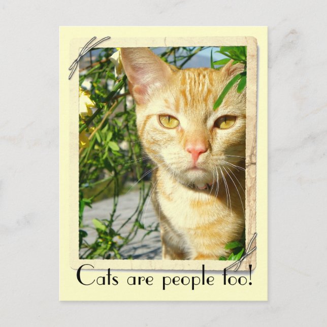 Les Chats Sont Des Gens Trop Carte Postale ! (Devant)