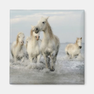 Les Chevaux blancs se baladent sur Beach Magnet