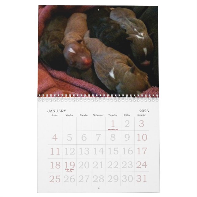 Les chiots de Pitbull grandissent le calendrier (Jan 2026)