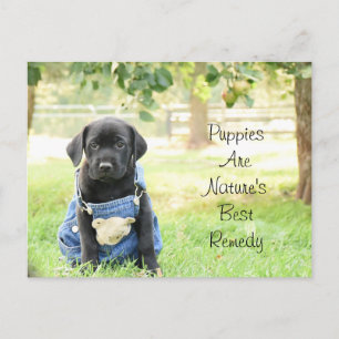 Les chiots sur carte postale sont le meilleur remè