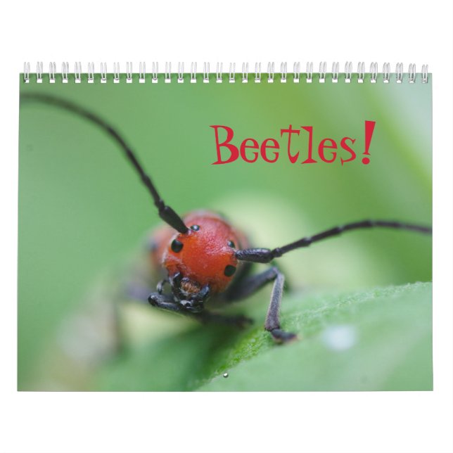 Les coléoptères ! Calendrier (Protection)