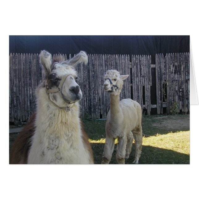 les copains de lama ! (Devant horizontal)