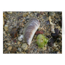 Les coquillages sur une plage