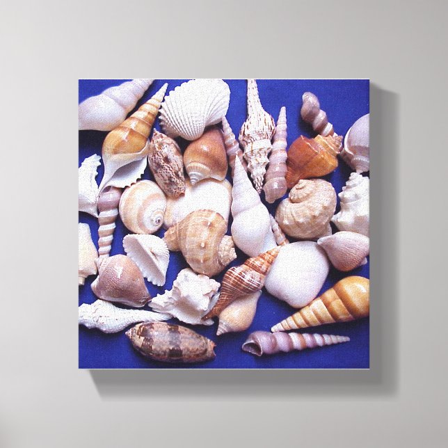 Les Coquilles De Mer Toile Enveloppée Art (Recto)