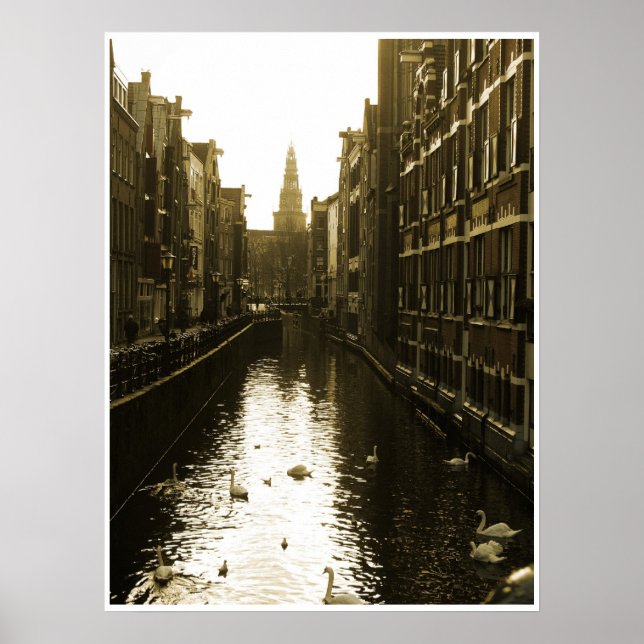 Les cygnes à Amsterdam Canal à Dawn Poster Art (Devant)
