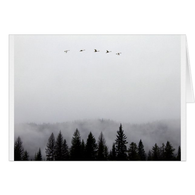 "Les cygnes volent haut" (Devant horizontal)