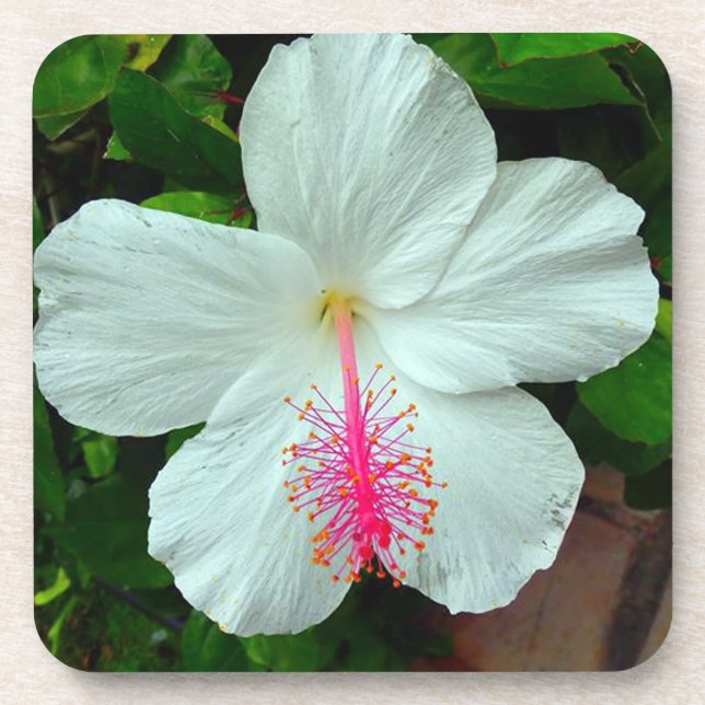 Les dessous de verre de ketmie ont placé (6)