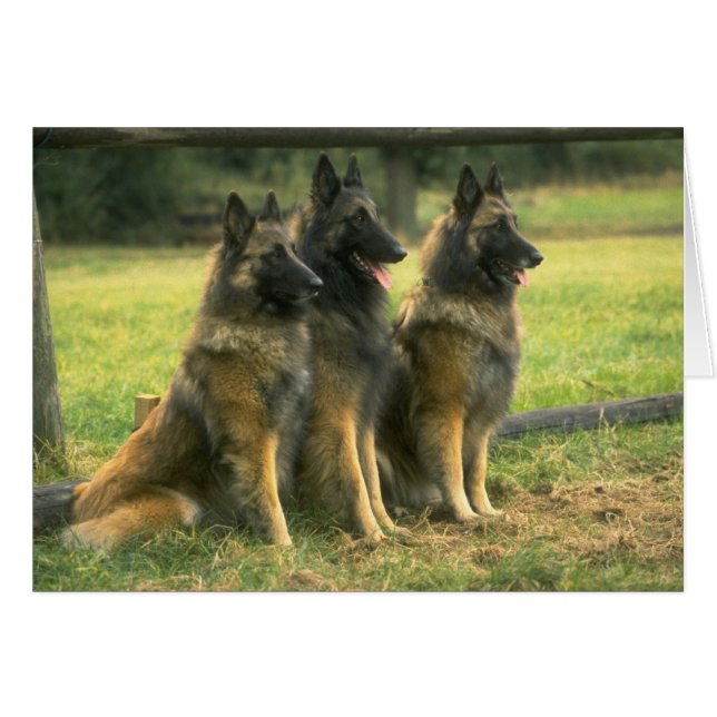 Les Dogs de German (Devant Horizontal)
