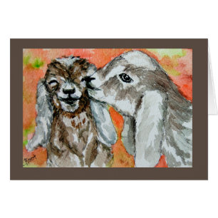 Les Épouses De Chèvres Nubiens