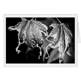 Les feuilles jouent au poulet