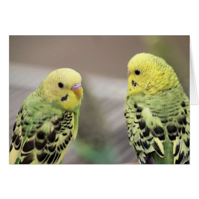 Les filles (Devant horizontal)