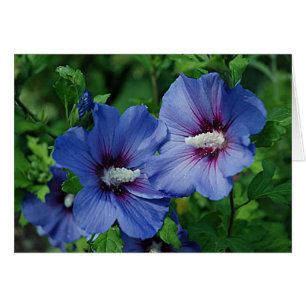 Les Fleurs de Blue Hibiscus