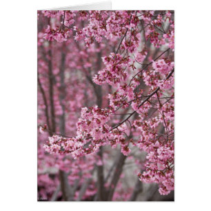 Les fleurs de cerisiers Sakura sont roses