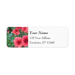 Les fleurs de chrysanthèmes rouges