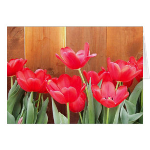 Les fleurs du printemps