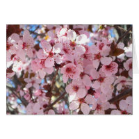 Les fleurs roses sur l'arbre à fleurs ornemental