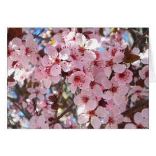 Les fleurs roses sur l'arbre à fleurs ornemental