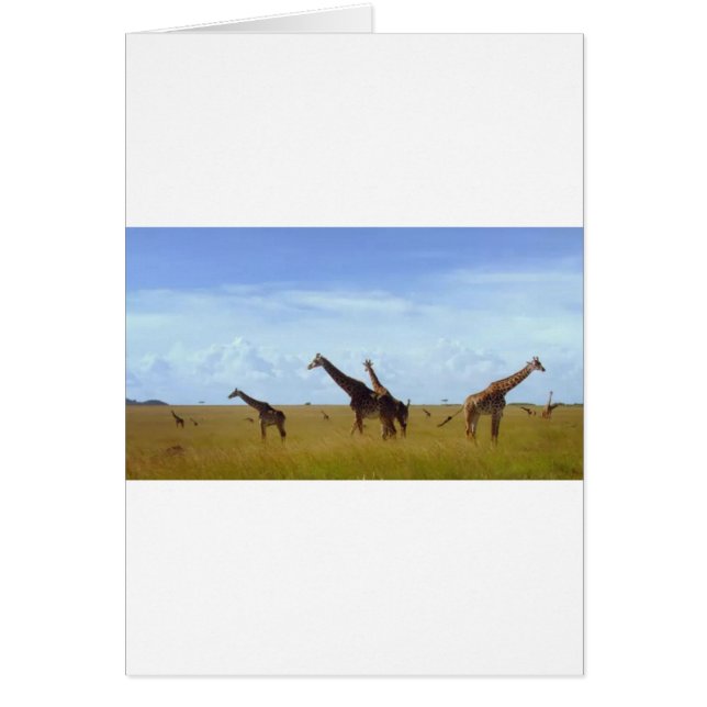 Les Giraffes du Parc National de Nairobi (Devant)