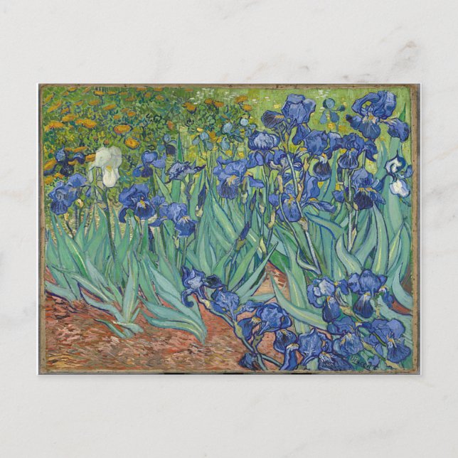 Les Iris Irises Vincent Van Gogh Postcard (Front)