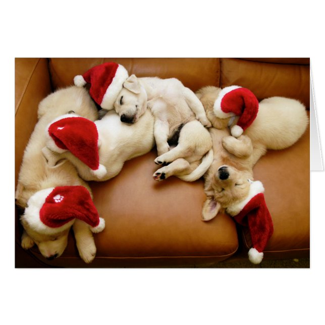 Les jours de Noël des chiens (Devant horizontal)
