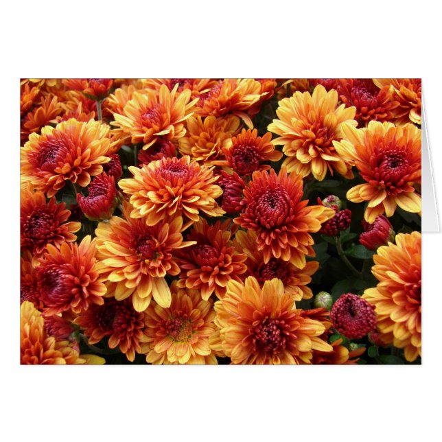 Les mamans orange et rouge (Devant horizontal)