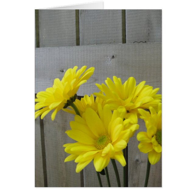 Les marguerites le long de la clôture (Devant)