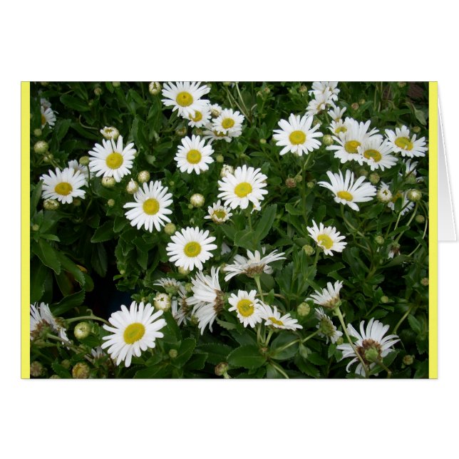 Les Marguerites Sont Nombreuses (Devant Horizontal)