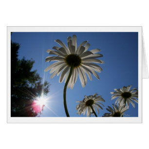 Les marguerites vers le ciel