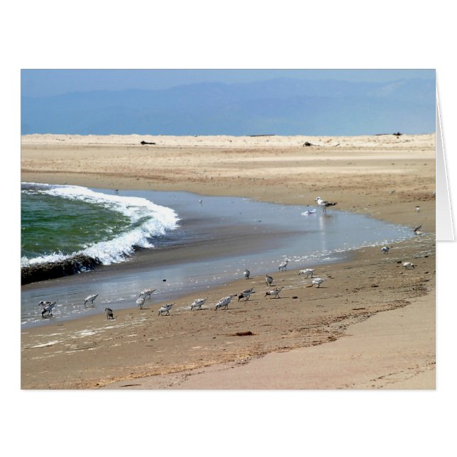 Les oiseaux de plage (Devant horizontal)