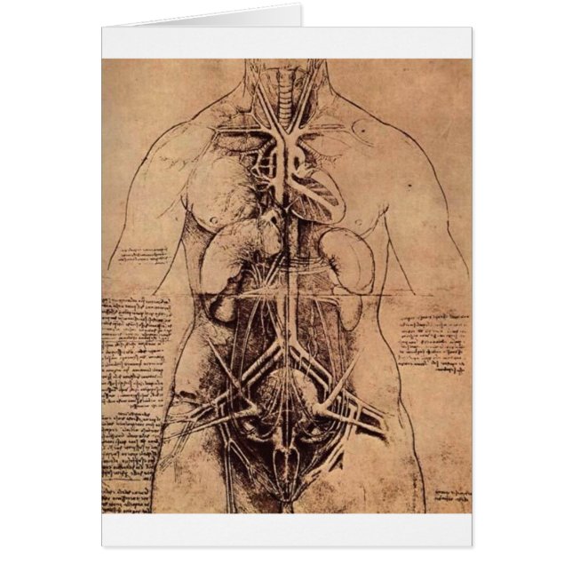 Les organes de principe et vasculaire et (Devant)