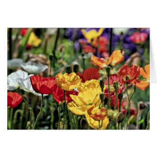 Les pavots au soleil