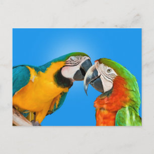 Les perroquets en amour Carte postale