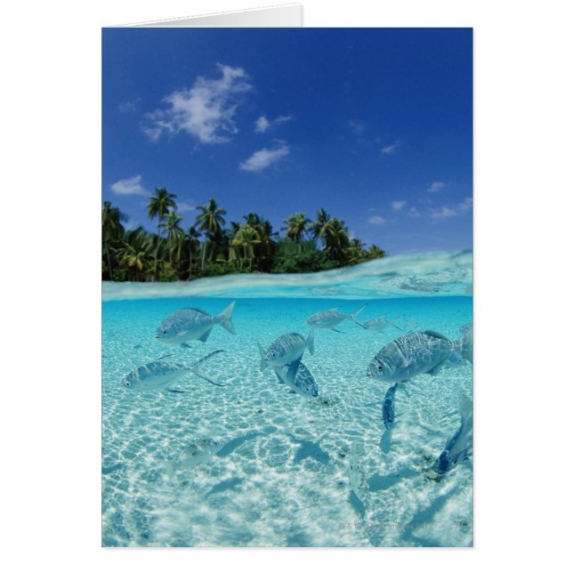 Les poissons en mer (Devant)