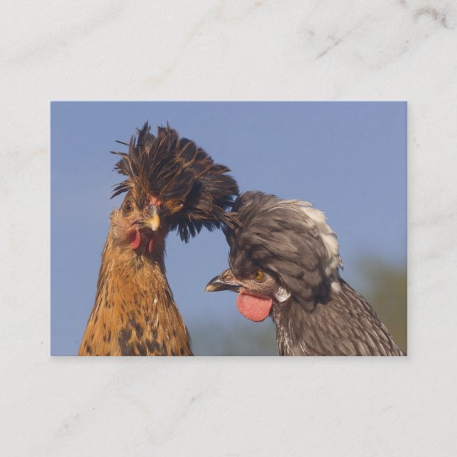 Les poulets polonais drôles 2 ont dégrossi carte (Devant)
