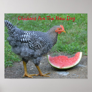 Les Poulets Sont Le Nouveau Poster Du Chien