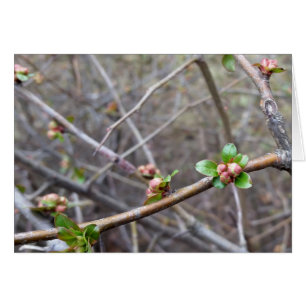 les premiers bourgeons